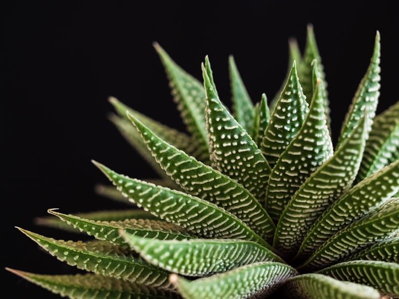 Botanical Art